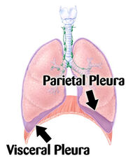 Pleura