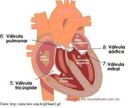 Figura3 Cardio