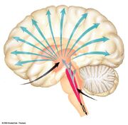 Figura 1 - cerebro