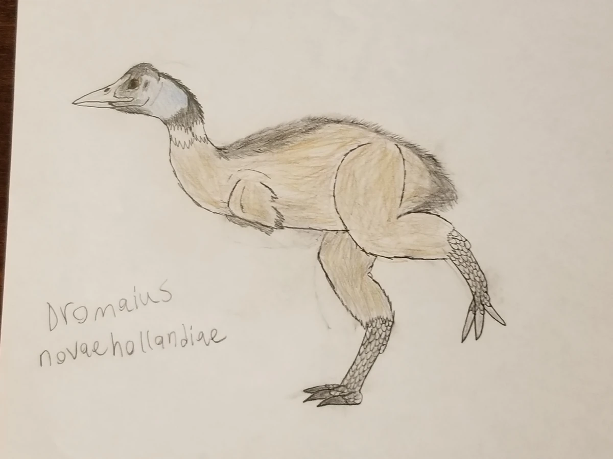 Dromaius | DinoCoat The Gaming Tyrannosaur Wiki | Fandom