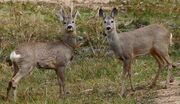 Roe deer