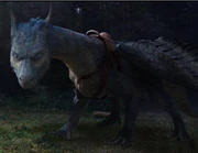 Saphira with Saddle