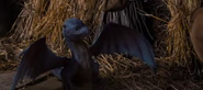 Saphira after hatching from her egg