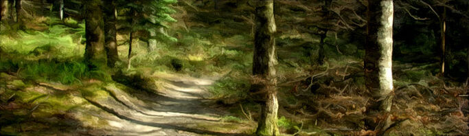 Banner---forest-path1