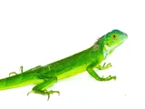Iguana