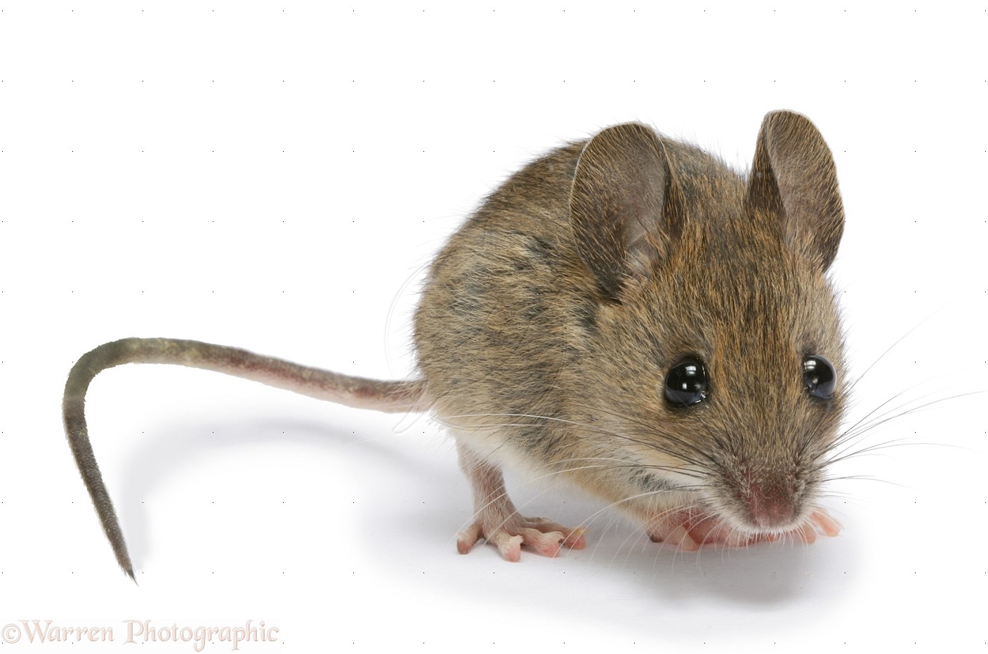 images of a mouse images of a mouse