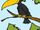Crow