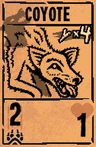 Coyote