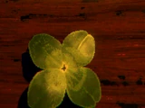 Clover