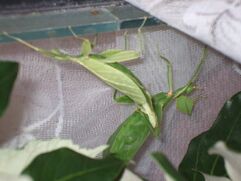 LEAF INSECT