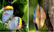 Orange oakleaf butterfly