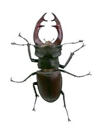 Lucanus cervus