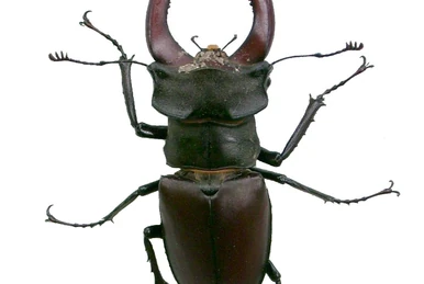 Ｌucanus cervus  judaicus 雄74㍉野外品 Lucanus cervus judaicus 雄74㍉野外品 Subspecies Lucanus