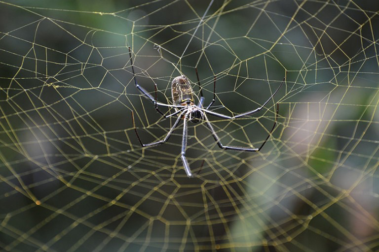 Huddle Together: Social Spiders and Their Myriad Guests