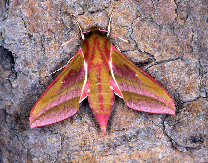 Elephant Hawk Moth Facts (Deilephila elpenor)