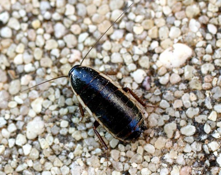 Loboptera decipiens Insect Wiki Fandom