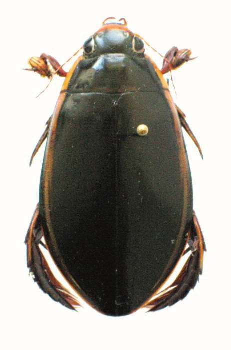 The Conservation of Predaceous Diving Beetles: Knowns, More