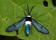 Albicincta tiger moth