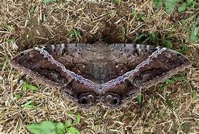 Black Witch Moth