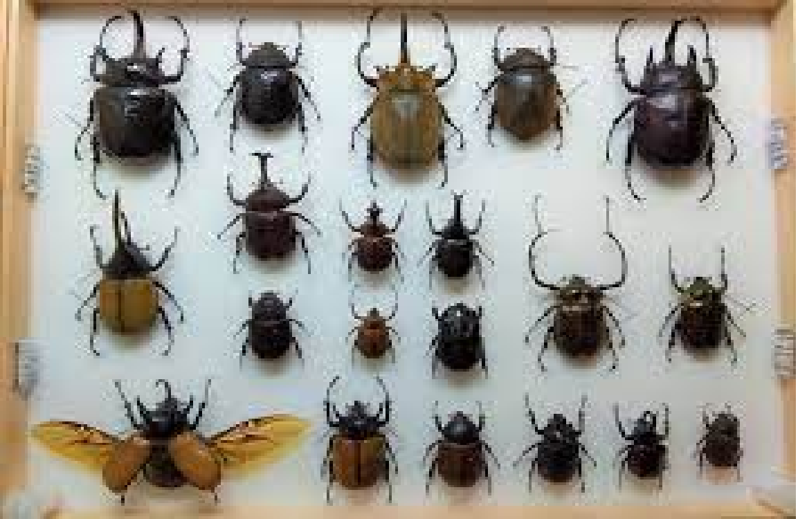 Dynastinae | Insect Wiki | Fandom