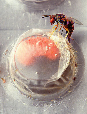 Female Catolaccus grandis wasp