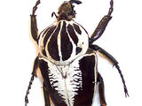 Goliathus regius