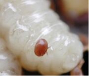 Varroa Mite on larvae