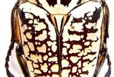 Ivorycost Goliathus regius 89mm Goliathus regius | Insect Wiki