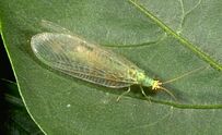 Green Lacewing