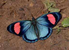 Batesia hypochlora (3).jpg