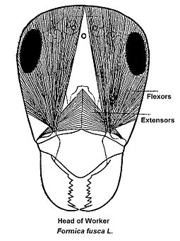 biting insect mouthparts anatomy