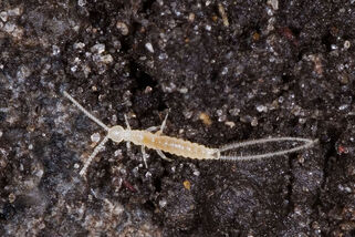 Campodea fragilis.jpg