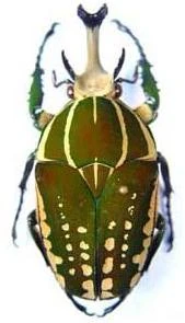 Chelorrhina polyphemus confluens | Insect Wiki | Fandom