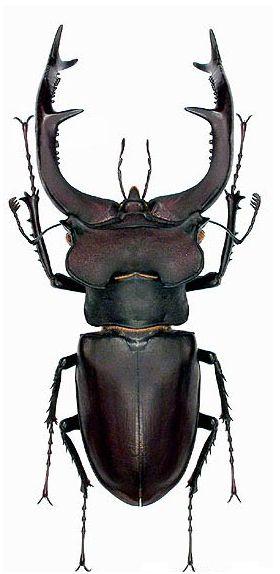 Lucanus cervus judaicus | Insect Wiki | Fandom