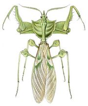 Idolomantis.jpg