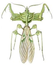 Idolomantis