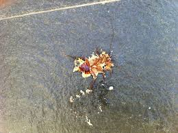 Girls Crush Bugs