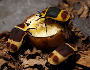 Pachnoda marginata 2.jpg