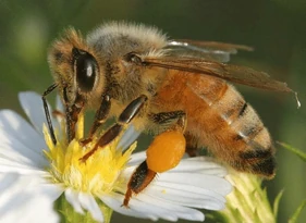 Apis | Insect Wiki | Fandom