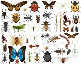 Entomology