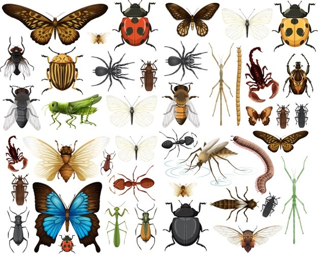 Timeline of entomology since 1900 - Wikiwand