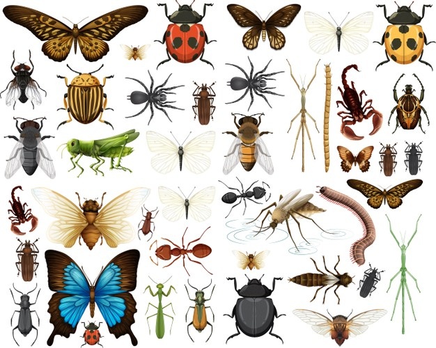 Arthropoda | Insect Wiki | Fandom