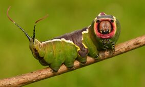 Puss Moth Larva