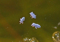 Collembola Sp. Indigo Blue Springtail