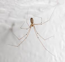 Pholcus phalangioides - Wikipedia