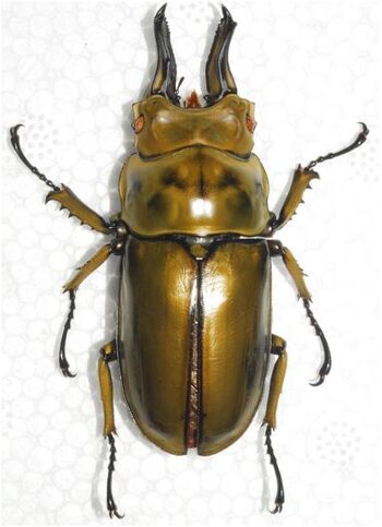 Allotopus rosenbergi | Insect Wiki | Fandom