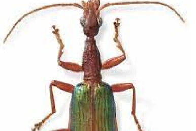 Atrichia placida | Insect Wiki | Fandom