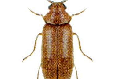 Woodworm, Insect Wiki