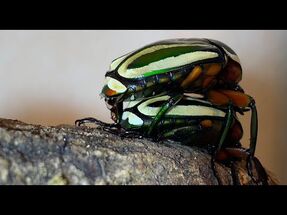 【4K-60fps】Dicronorhina_Derbyana_mating_Part1_シロヘリミドリツノカナブンの交尾_その１