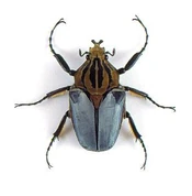 Goliathus cacicus | Insect Wiki | Fandom